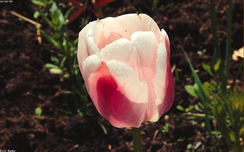 有机食品小程序商城模板展示