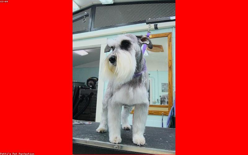 宠物寄养小程序商城模板展示