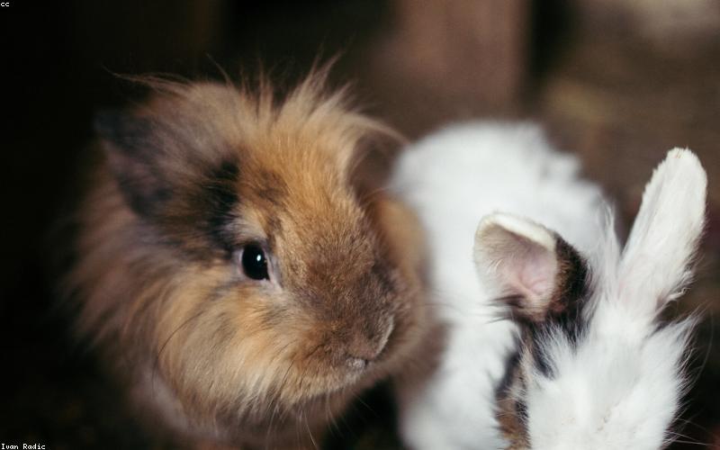 宠物食品小程序商城模板